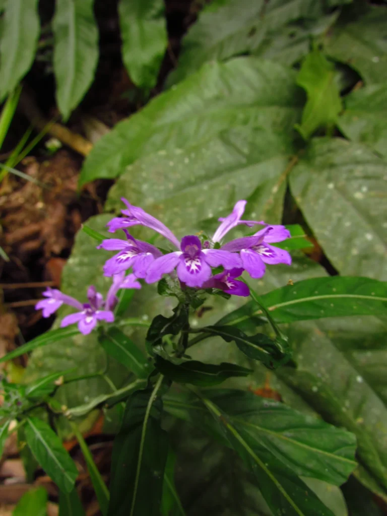 Justicia hatschbachii catharinensis (13)