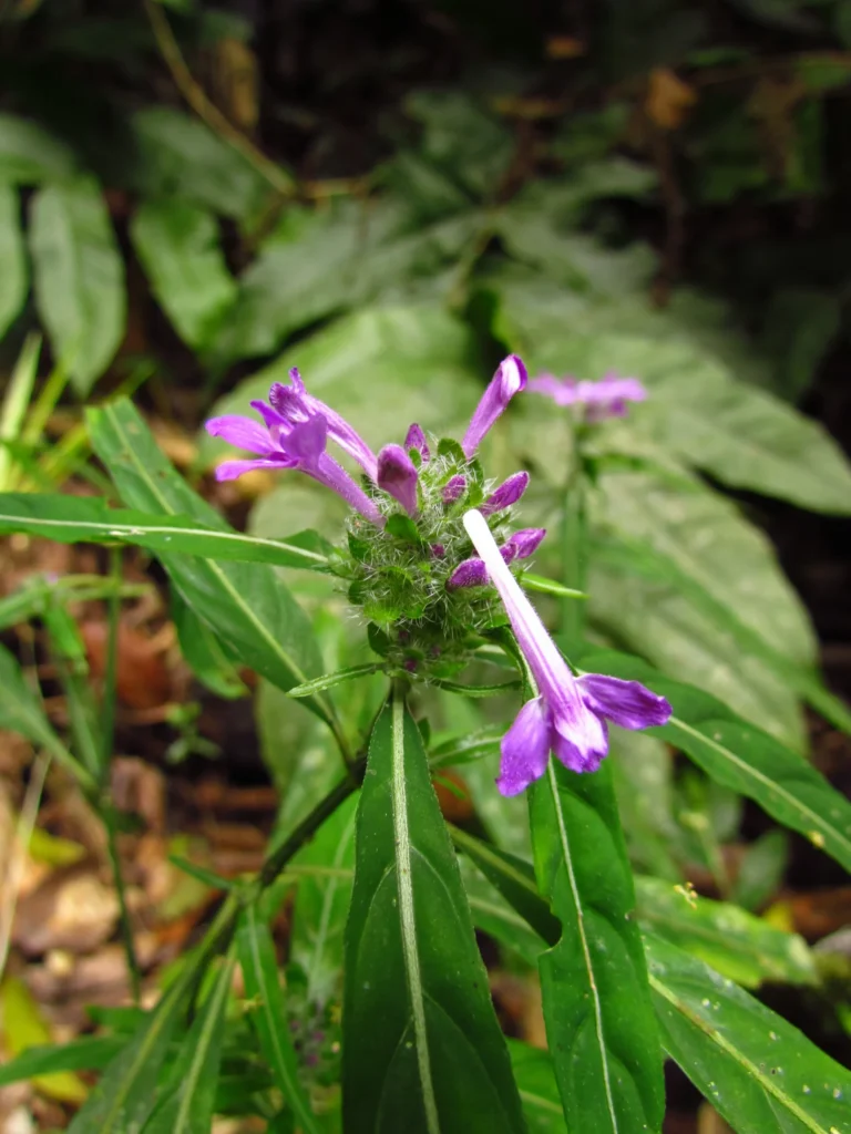 Justicia hatschbachii catharinensis (10)