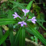 Justicia hatschbachii catharinensis (6)