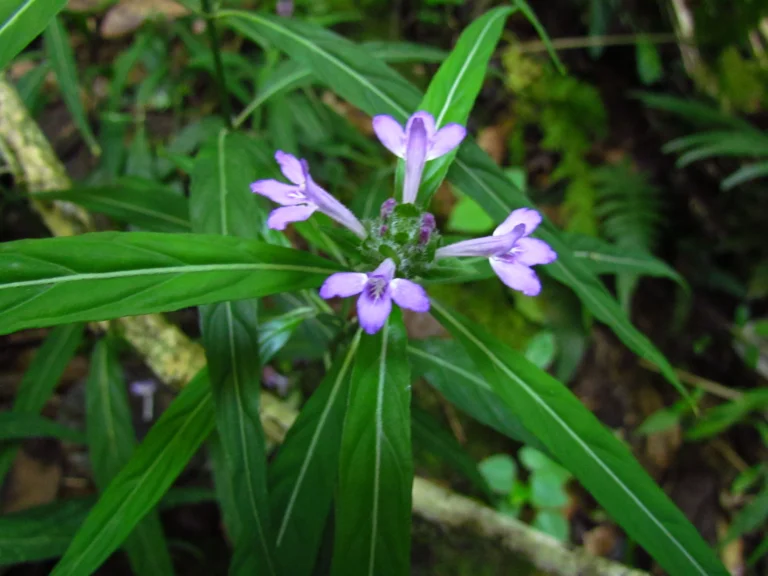 Justicia hatschbachii catharinensis (6)