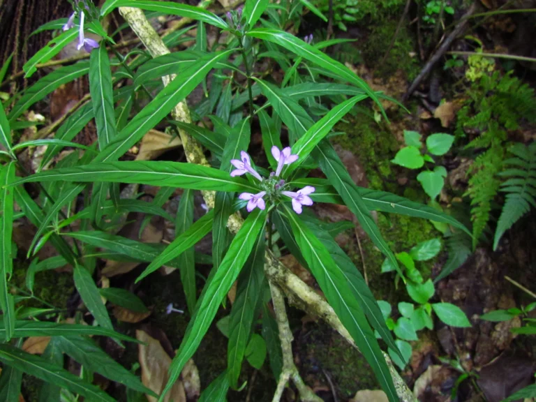 Justicia hatschbachii catharinensis (7)