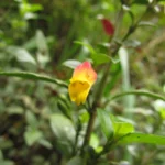 Justicia floribunda (5)