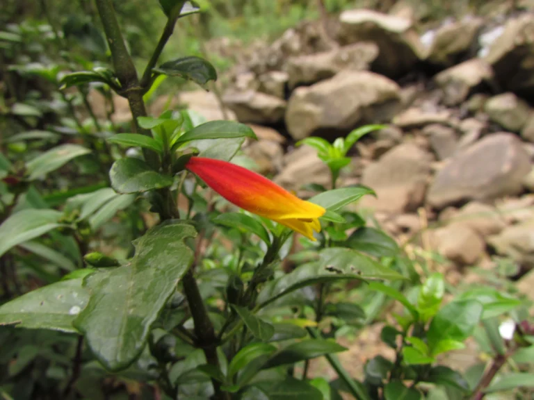 Justicia floribunda (4)