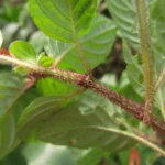 Justicia cordifolia (26)