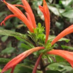 Justicia cordifolia (22)