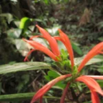 Justicia cordifolia (20)