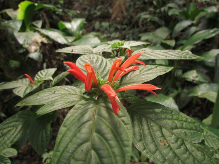 Justicia cordifolia (17)