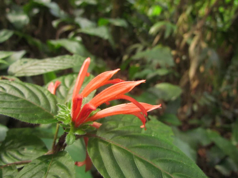 Justicia cordifolia (18)
