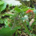 Justicia cordifolia (12)