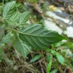 Justicia cordifolia (13)