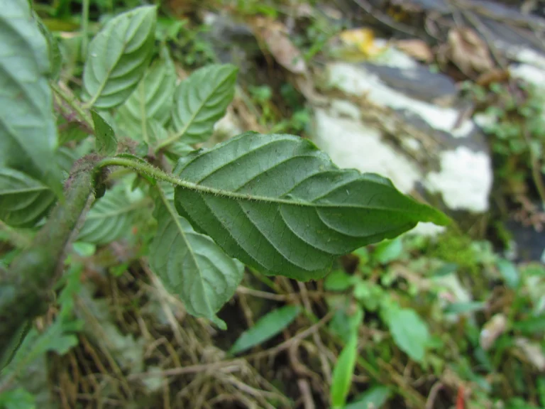 Justicia cordifolia (13)