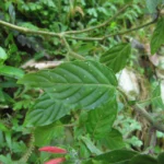 Justicia cordifolia (8)