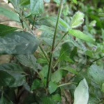 Justicia catharinensis (35)