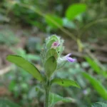 Justicia catharinensis (33)