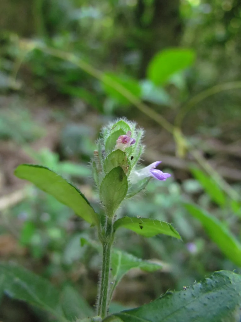 Justicia catharinensis (33)