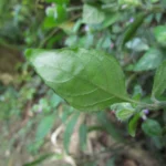 Justicia catharinensis (28)