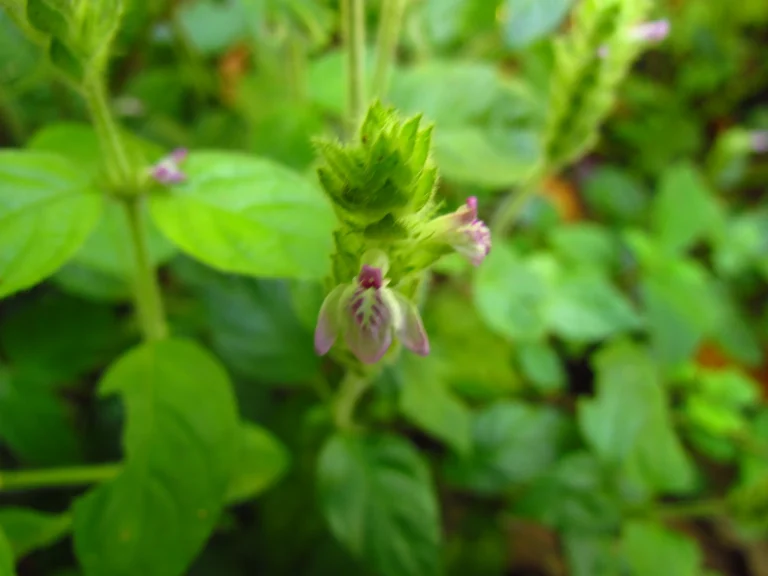 Justicia catharinensis (23)