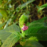 Justicia catharinensis (19)