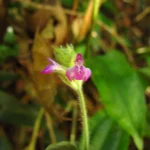 Justicia catharinensis (14)