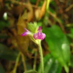 Justicia catharinensis (15)