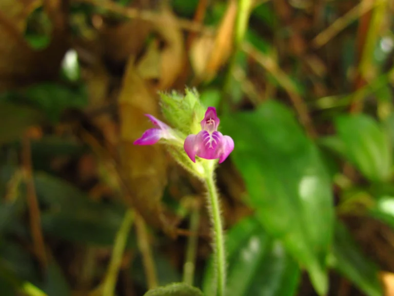 Justicia catharinensis (15)