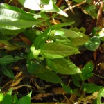 Justicia catharinensis (5)