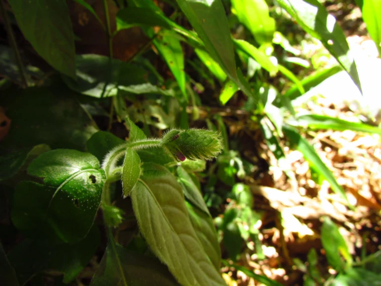 Justicia catharinensis (6)