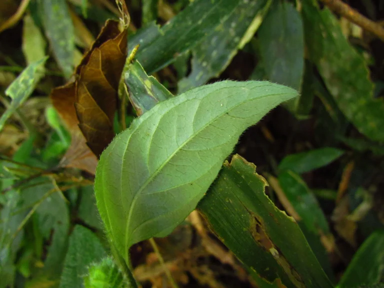 Justicia catharinensis (2)