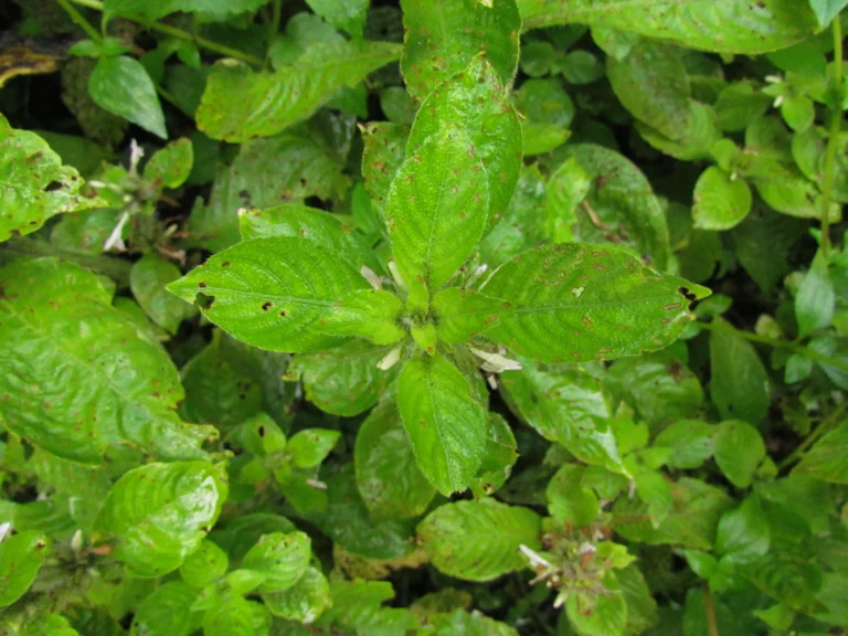 Hygrophila peluda (8)