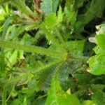 Hygrophila peluda (9)