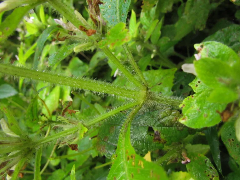 Hygrophila peluda (9)