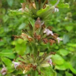 Hygrophila peluda (7)