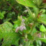Hygrophila peluda (1)