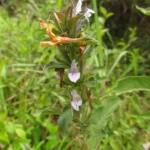 Higrophila costata (22)