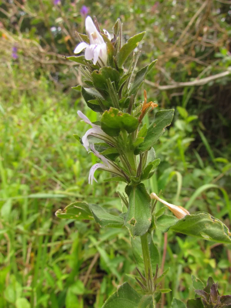 Higrophila costata (23)