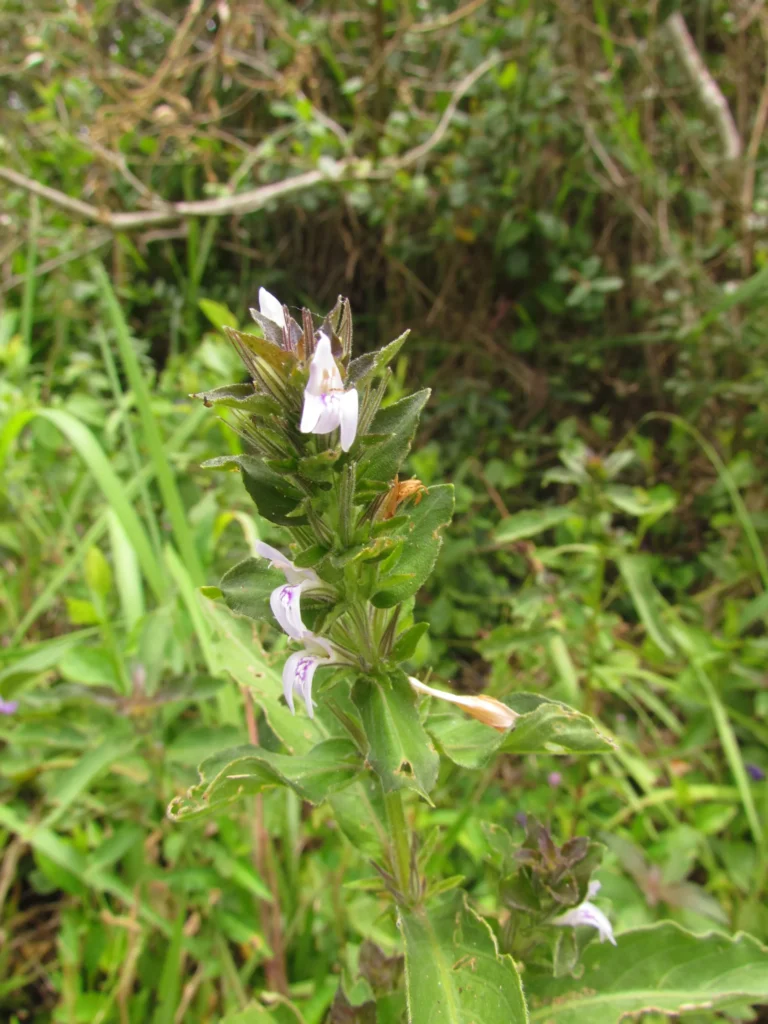 Higrophila costata (20)