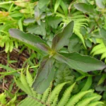 Higrophila costata (16)