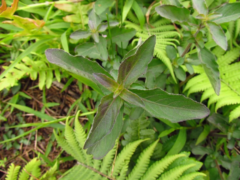 Higrophila costata (16)