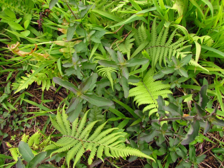Higrophila costata (15)