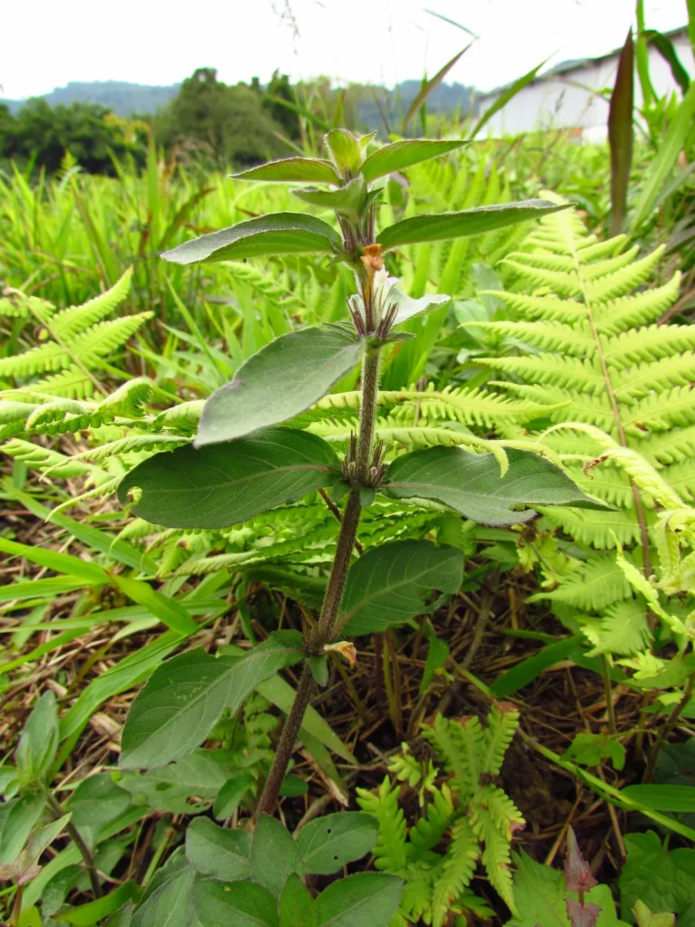 Higrophila costata (14)