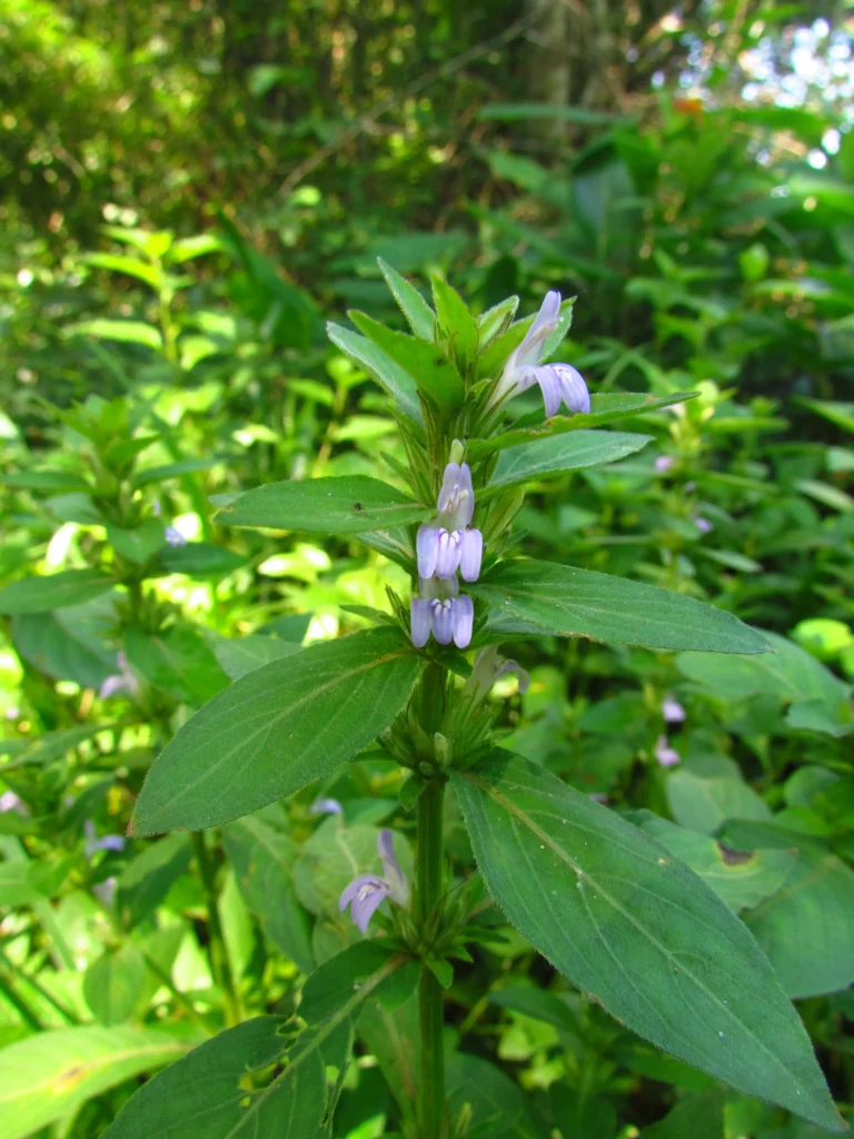 Higrophila costata (10)