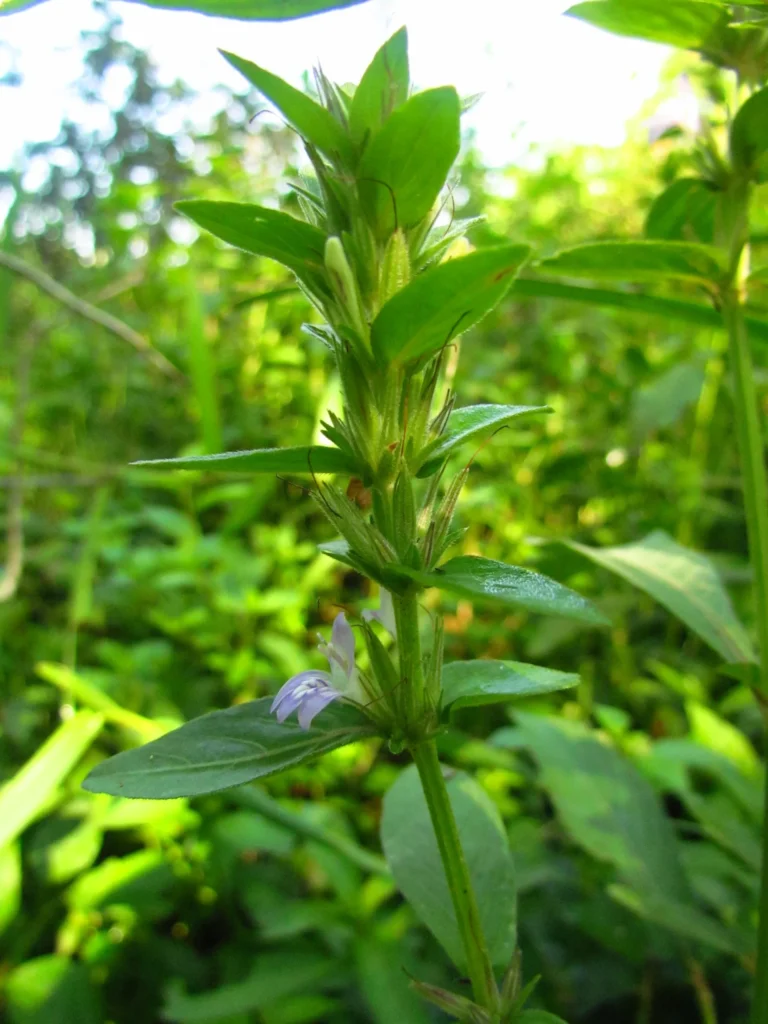 Higrophila costata (9)