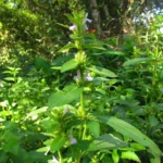 Higrophila costata (8)