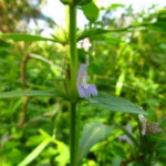 Higrophila costata (7)