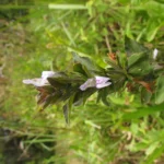 Higrophila costata (5)