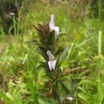 Higrophila costata (5)
