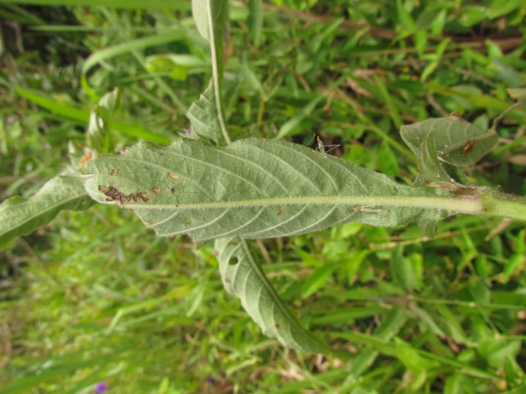 Higrophila costata (3)