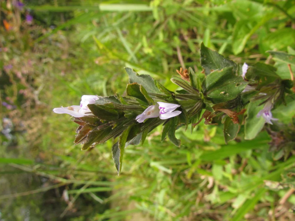 Higrophila costata (4)