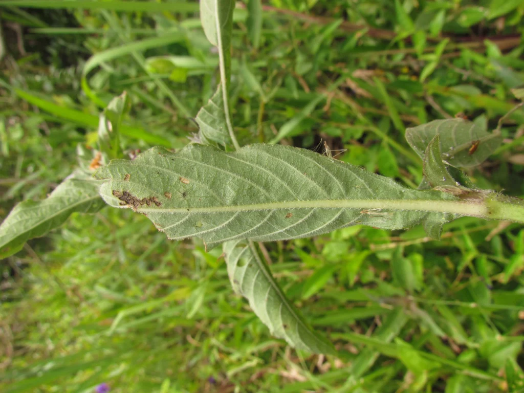 Higrophila costata (2)