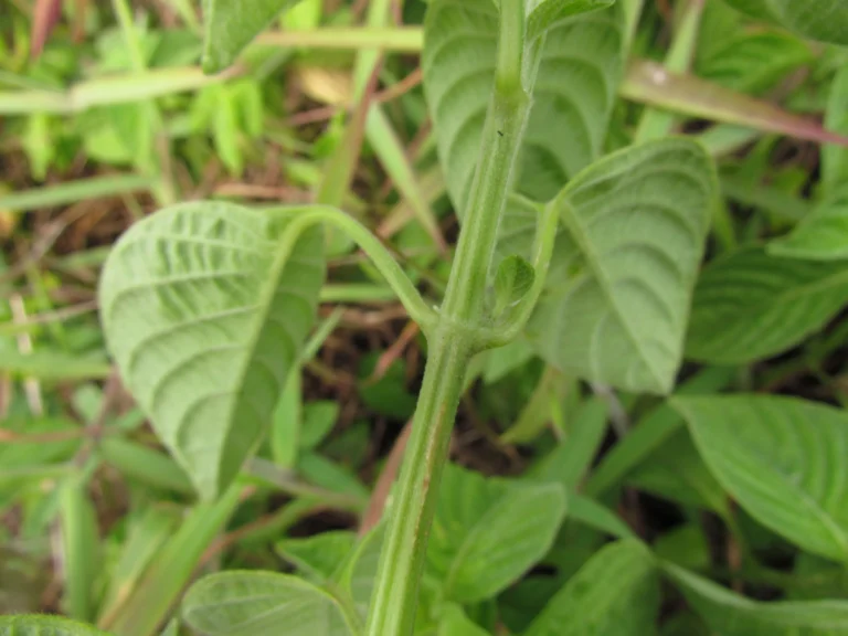 Dicliptera squarrosa (17)